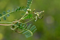 Southern Milkvetch; Astragalus hamosus