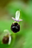 Ophrys argolica subsp. biscutella