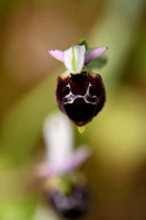 Spectacled Ophrys; Ophrys argolica subsp. biscutella