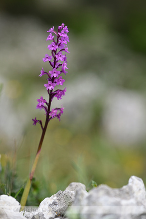 Vierpuntsorchis; Four-spotted Orchid; Orchis quadripunctata