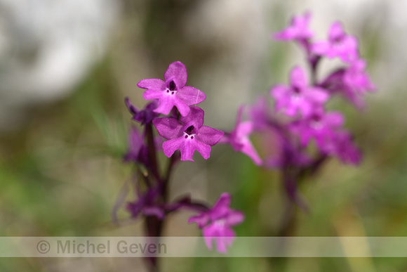 Vierpuntsorchis; Four-spotted Orchid; Orchis quadripunctata