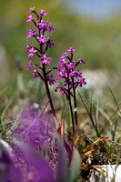 Vierpuntsorchis; Four-spotted Orchid; Orchis quadripunctata