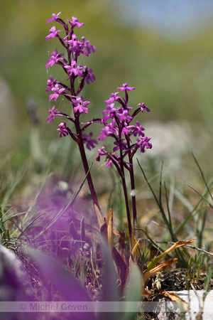 Vierpuntsorchis; Four-spotted Orchid; Orchis quadripunctata