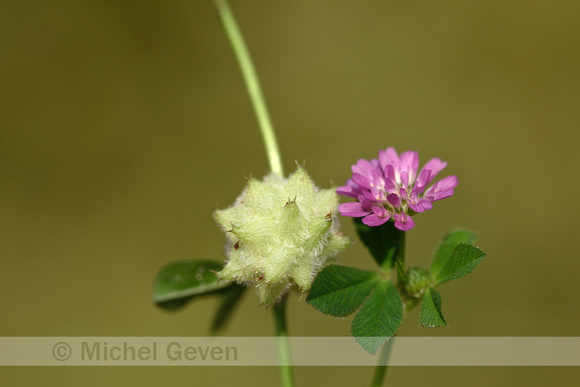 Persian Clover; Trifolium resupinatum; Perzische Klaver;