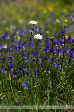 Viola aethnensis