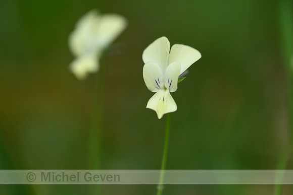 Viola merxmuelleri