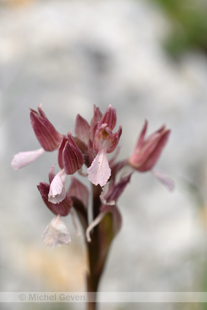 Vlinderorchis; Orchis papilionacea