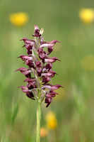 Wantsenorchis; Bug Orchid; Anacamptis coriophora