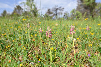 Wantsenorchis - Bug Orchid - Anacamptis coriophora