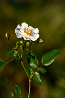 Wintergroene roos - Evergreen Rose - Rosa sempervirens