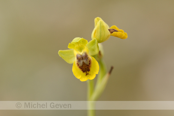 Yellow Bee Orchid; Ophrys lutea