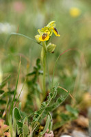 Yellow Bee Orchid; Ophrys lutea