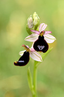 Zadelophyris; Ophrys bertolonii