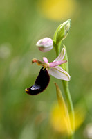 Zadelophyris; Ophrys bertolonii