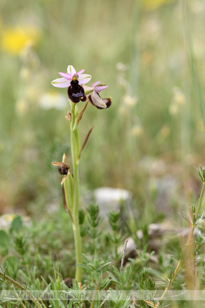 Zadelophyris; Ophrys bertolonii