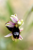 Zadelophyris; Ophrys bertolonii