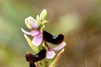 Zadelophyris; Ophrys bertolonii