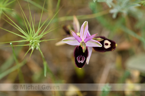 Zadelophyris; Ophrys bertolonii