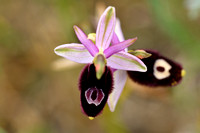 Zadelophyris; Ophrys bertolonii