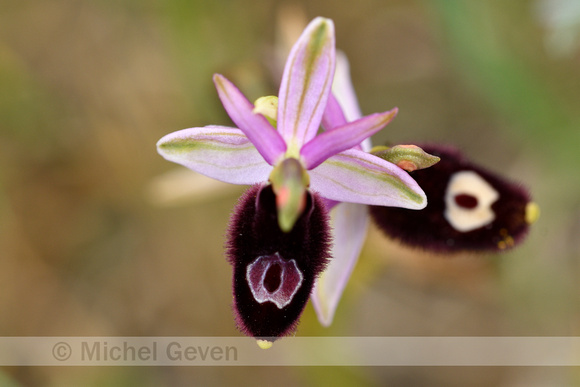 Zadelophyris; Ophrys bertolonii