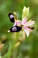 Zadelophyris - Ophrys bertolonii