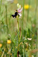 Zadelophyris; Ophrys bertolonii