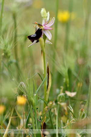 Zadelophyris; Ophrys bertolonii