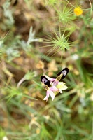 Zadelophyris; Ophrys bertolonii