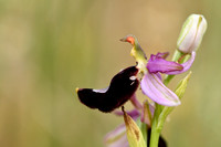 Zadelophyris; Ophrys bertolonii