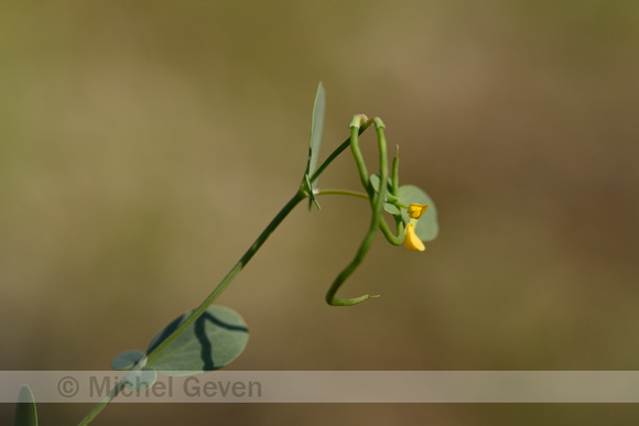 Yellow Crownvetch; Coronilla scorpioides