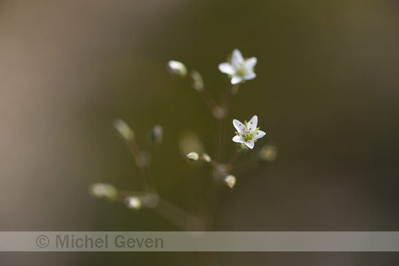 Zinkveldmuur; Spring Sandwort; Minuartia verna