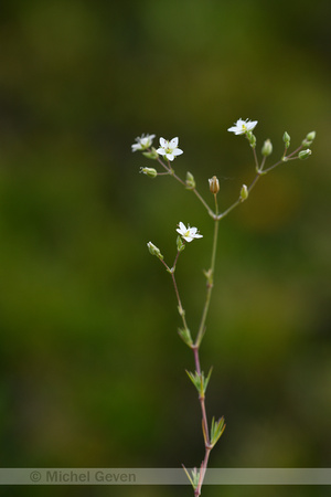 Zinkveldmuur; Spring Sandwort; Minuartia verna