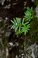 Zuidelijke Eikvaren - Southern Polypody - Polypodium cambricum