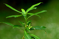 Zwart peperboompje - Spurge-Laurel - Daphne laureola