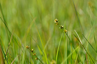 Sterzegge; Star sedge; Carex echinata