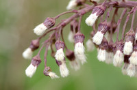 groot hoefblad; Butterbur; Petasites hybridus