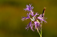 Prachtanjer; Superb Pink; Dianthus superbus