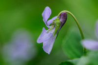 Donkersporig Bosviooltje - Early dog-violet - Viola reichenbachiana