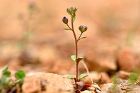 Steentijmereprijs; French Speedwell; Veronica acinifolia