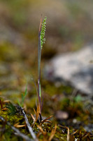 Airopsis tenella