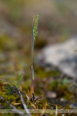 Airopsis tenella