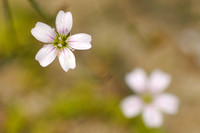 Gipskruid; Low Baby's breath; Gypsophila muralis;