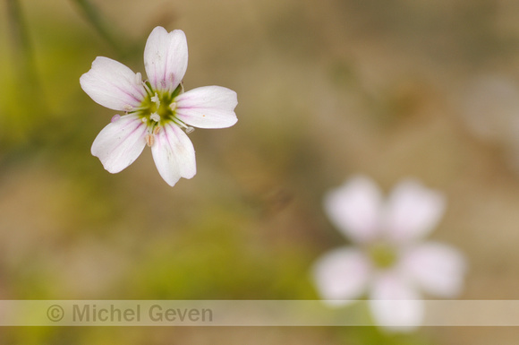 Gipskruid; Low Baby's breath; Gypsophila muralis;