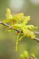 Wintereik - Sessile oak - Quercus petraea