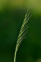 Eekhoorngras - Squirrel-tail fescue - Vulpia bromoides