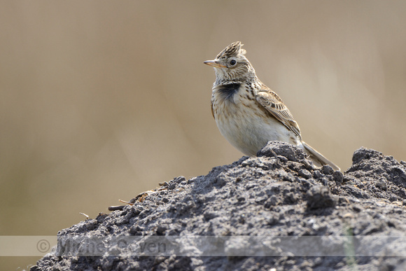 Veldleeuwerik; Skylark; Alauda arvensis