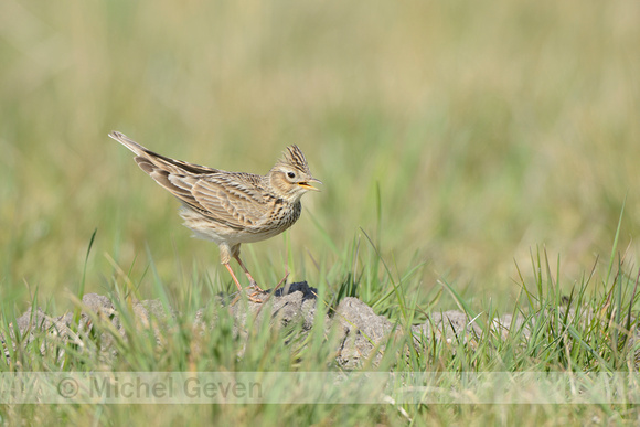 Veldleeuwerik; Skylark; Alauda arvensis