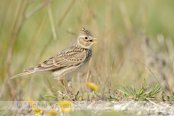 Veldleeuwerik; Skylark; Alauda arvensis