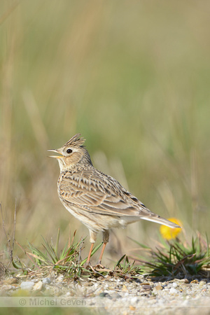 Veldleeuwerik; Skylark; Alauda arvensis