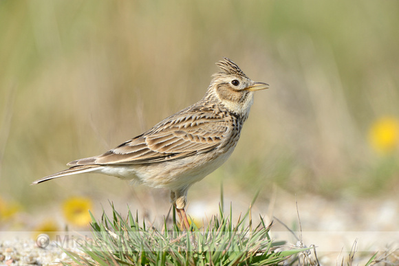 Veldleeuwerik; Skylark; Alauda arvensis